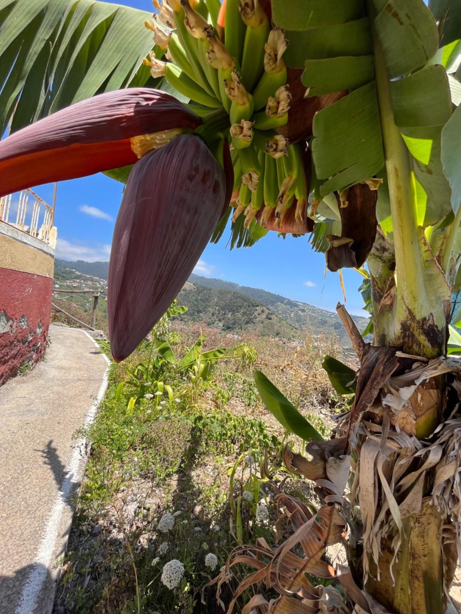 Tropical House Villa Ribeira Brava Exteriör bild